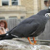 Inca Tern